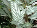 گلشانه